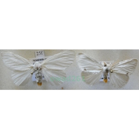 Euproctis similis (Fuessly, 1775) pair Kuprówka złotnica Czech25f